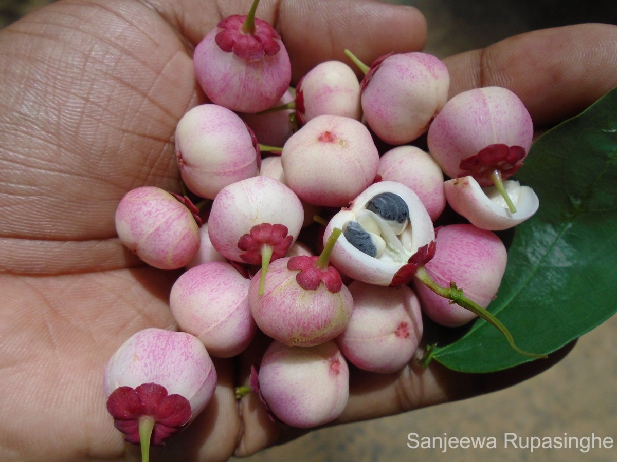 Breynia androgyna (L.) Chakrab. & N.P.Balakr.